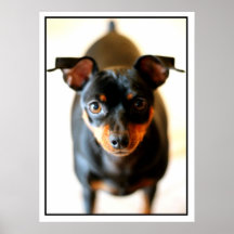 Min Pin Posters