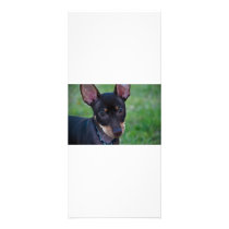 Min Pin rack cards