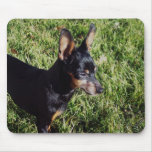 Min Pin Watching Mousepad