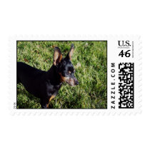 Min Pin Watching Postage postage by dtreasures Min Pin Watching Postage postage