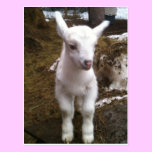 Min the Doeling Postcard postcards
