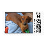 Minature Dachshund postage