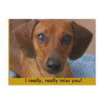 Minature Dachshund Post Cards