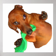 Minature Dachshund Posters