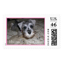 Minature Schnauzer Puppy postage by Perlyyyy Minature Schnauzer Puppy postage