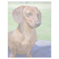 Minature Smooth Dachshund Letterhead Design