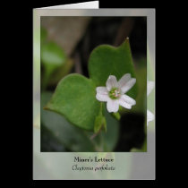 Miner's Lettuce - Native Notecard cards