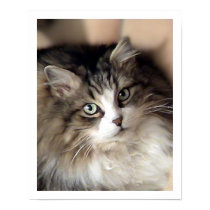 MINETTE posters by nefera MINETTE posters