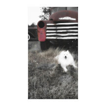 Mini American Eskimo Canvas Print