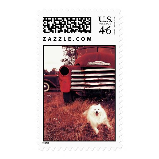 Mini American Eskimo Postage