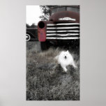 Mini American Eskimo Poster