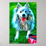 Mini American Eskimo Poster
