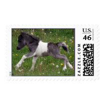 Mini Baby Horse US Stamp by RookyStudios Mini Baby Horse US Stamp