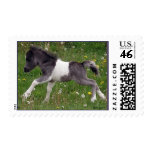 Mini Baby Horse US Stamp