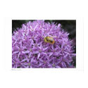 Mini Bumble Bee on Allium posters by gardenparty Mini Bumble Bee on Allium posters