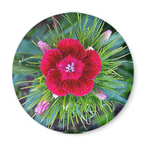 Mini Carnation Holiday Magnet