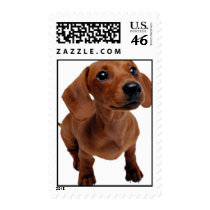 Mini Dachshund Postage