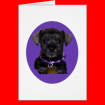 Mini_Dog_Again cards