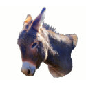 Mini donkey ladies t-shirt