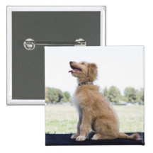 Mini Golden Doodle Pinback Button