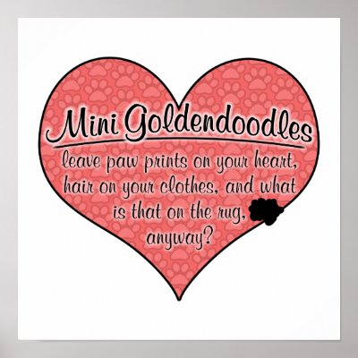goldendoodle mini. Mini Goldendoodle Paw Prints