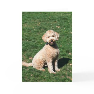 black goldendoodle pictures. lack mini goldendoodle