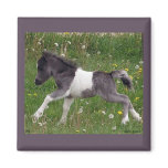 Mini Horse Magnet