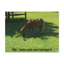 Mini Horse Postcard by csparsons74 Mini Horse Postcard