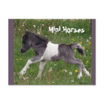 Mini Horse Postcards