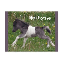 Mini Horse Postcards