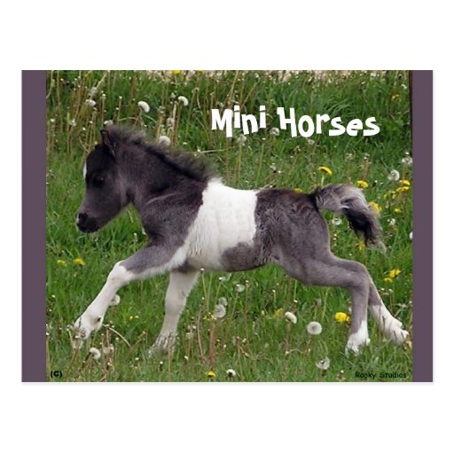 Mini Horse Postcard Zazzle