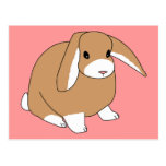 Mini Lop Rabbit Postcards