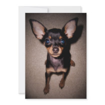 mini pinscher. custom invitation
