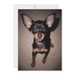 mini pinscher. custom invitation