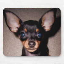 mini pinscher. use mats