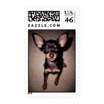 mini pinscher. postage by asyrum mini pinscher. postage