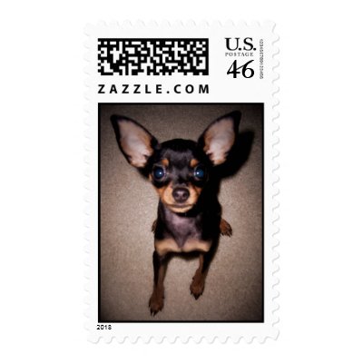mini pinscher. Postage