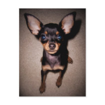 mini pinscher. postcards by asyrum mini pinscher. postcards