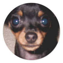mini pinscher. stickers by asyrum mini pinscher. stickers