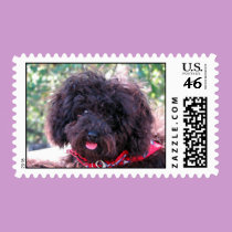 Mini Poodle stamp stamps