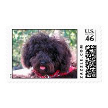 Mini Poodle stamp
