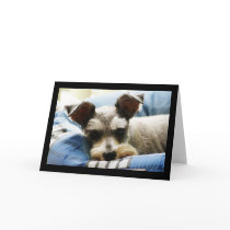 Mini Schnauzer Greeting Cards