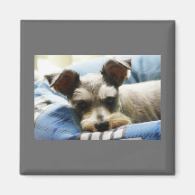 Mini Schnauzer Magnet