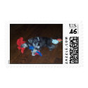 Mini Schnauzer playing with toys postage by agnes01 Mini Schnauzer playing with toys postage