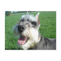 Mini Schnauzer Postcard by AngelaMini Mini Schnauzer Postcard