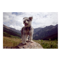 Mini Schnauzer posters