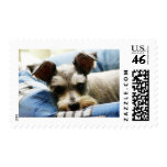 Mini Schnauzer Stamp