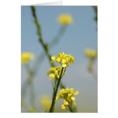 Mini Yellow Flowers Card by