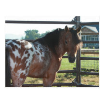 Miniature Appaloosa Stallion Post Cards