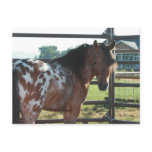 Miniature Appaloosa Stallion Post Cards